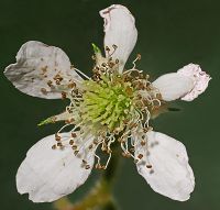 Bild24