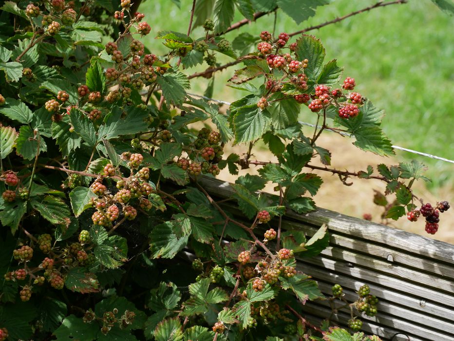 Bild3