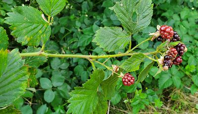 Bild14