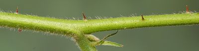 Bild16
