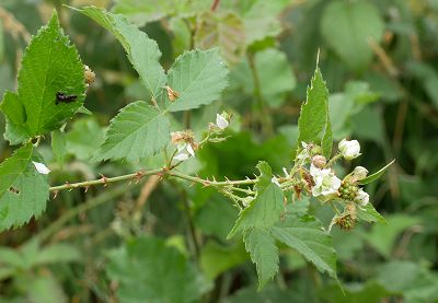 Bild12
