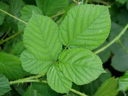 Bild2