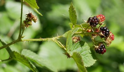 Bild14