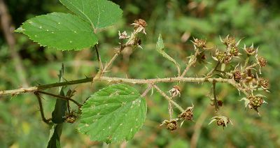 Bild12