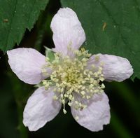 Bild24