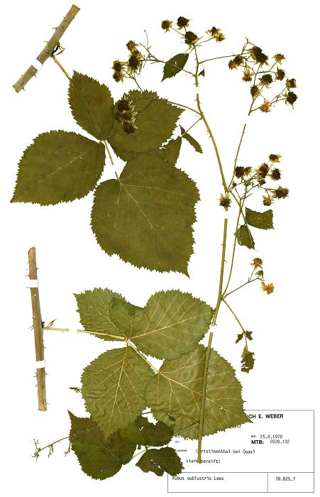 Bild3