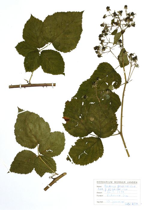 Bild3