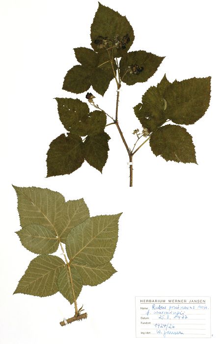 Bild3