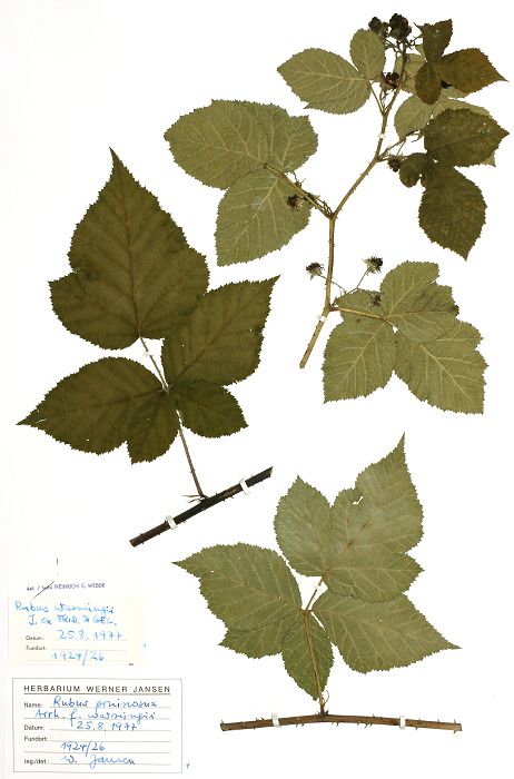 Bild3