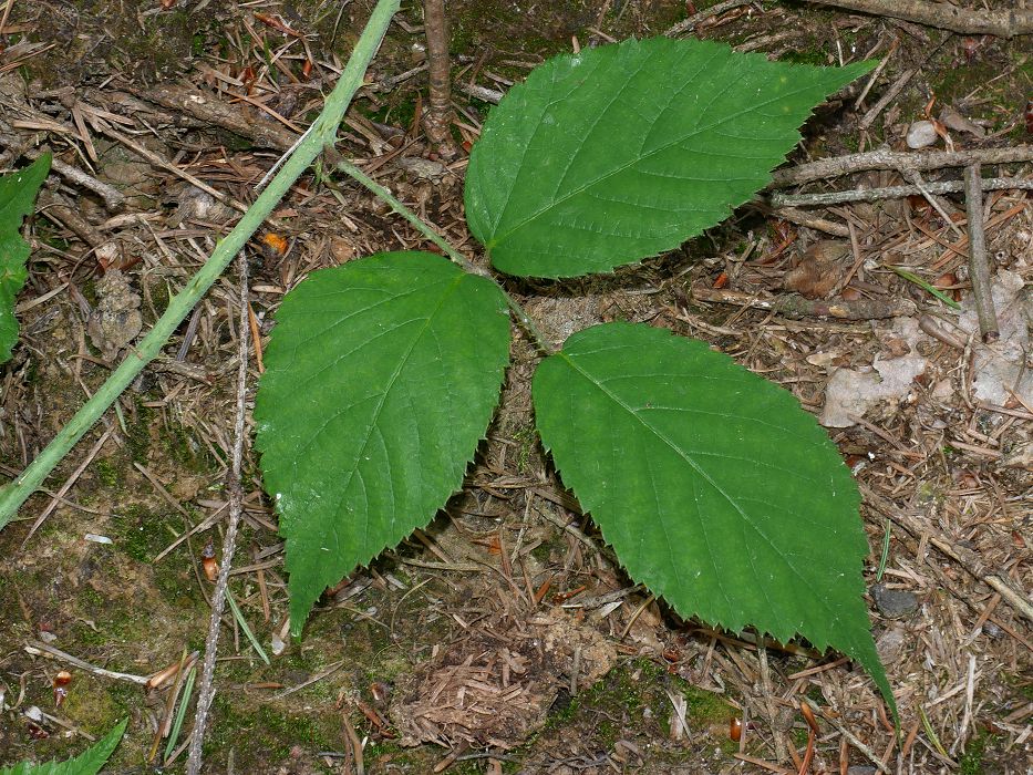 Bild3