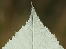 Bild6