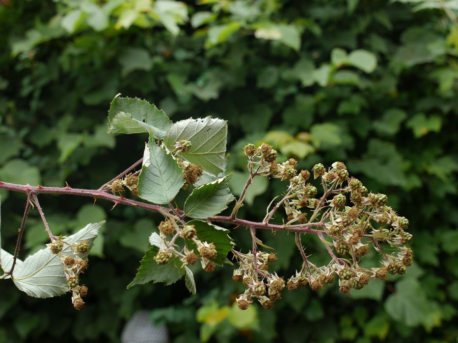 Bild3