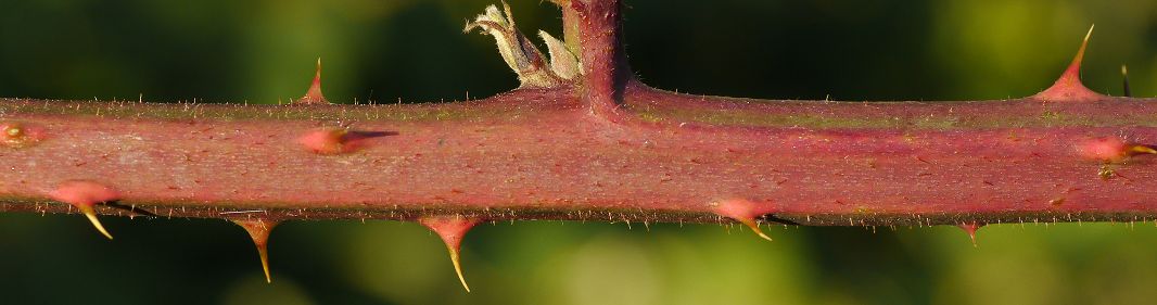 Bild3