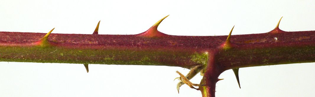 Bild3