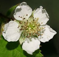 Bild24