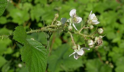 Bild12