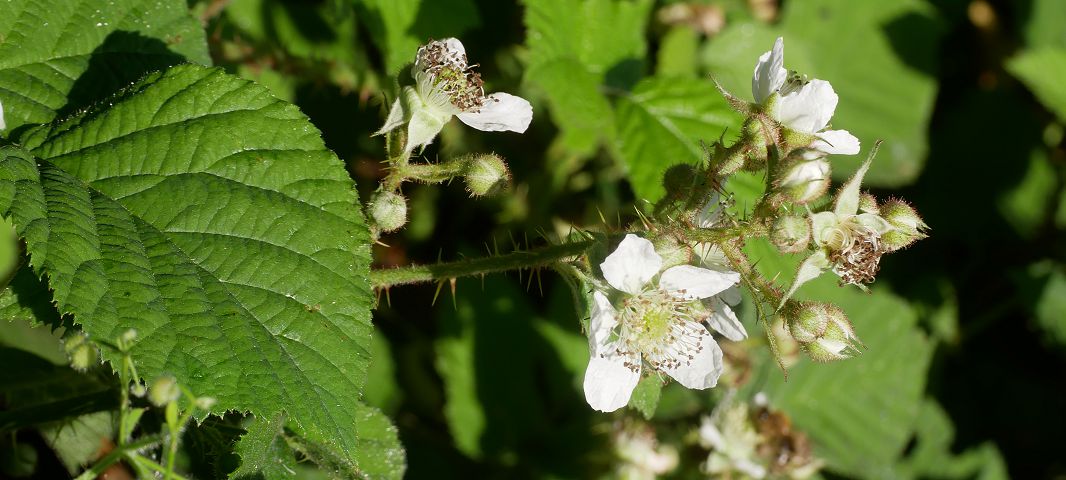 Bild3