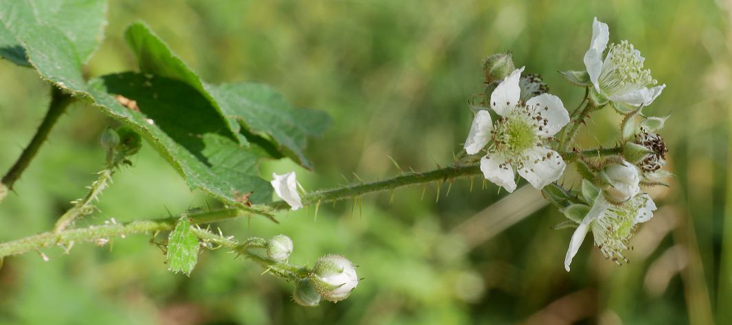 Bild3