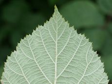 Bild6