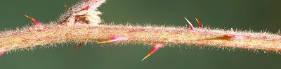 Bild16