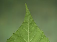 Bild6