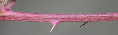 Bild16