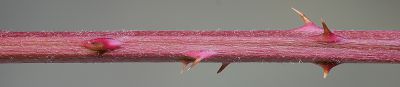 Bild16