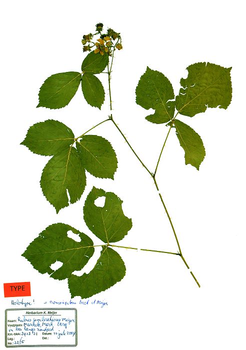 Bild1