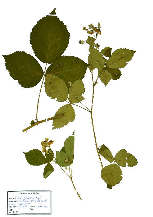 Bild1