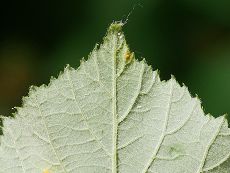 Bild6