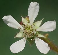 Bild24