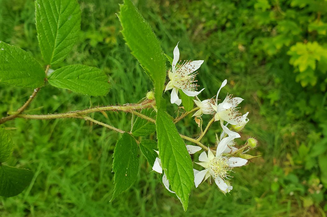 Bild3