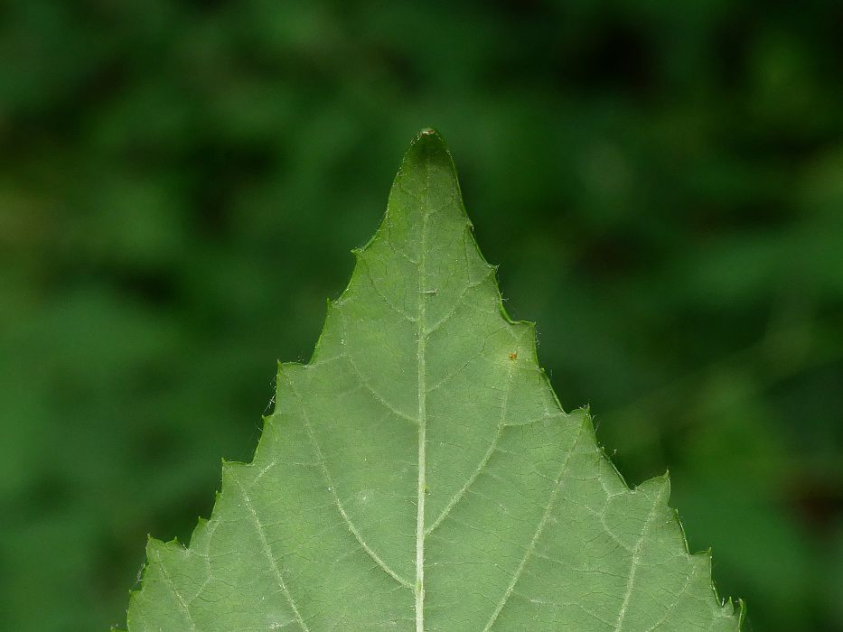Bild3