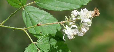 Bild12