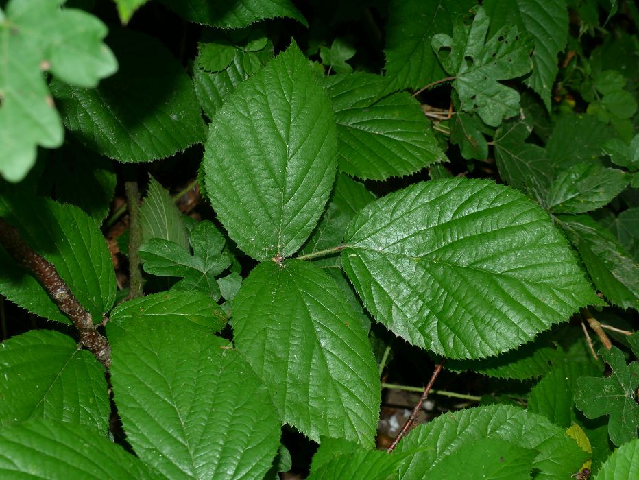 Bild3