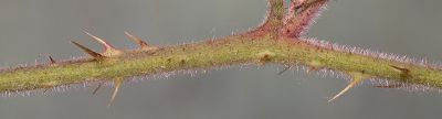 Bild16
