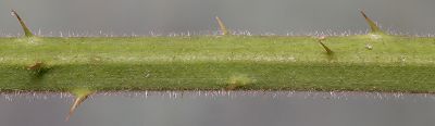 Bild16
