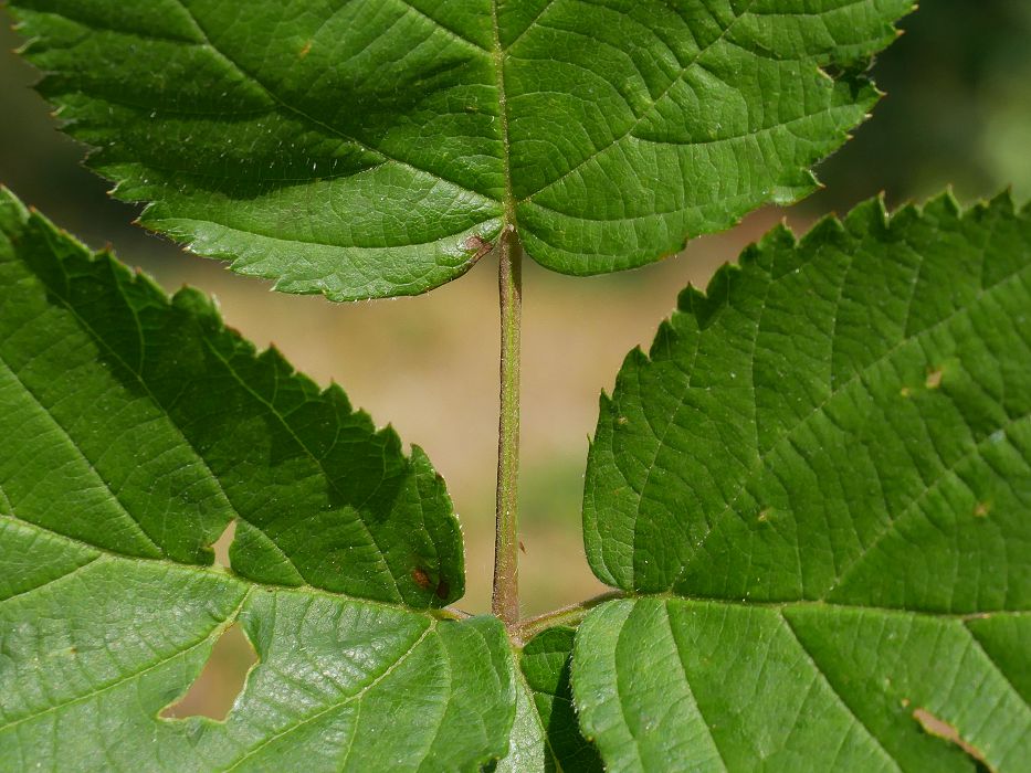 Bild3