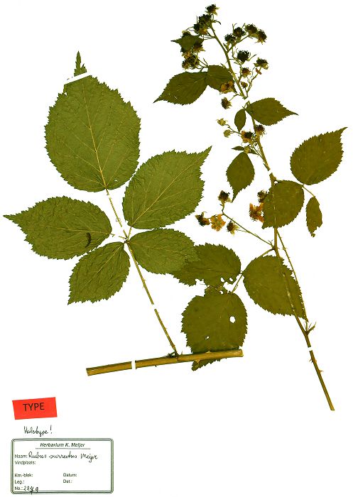 Bild1