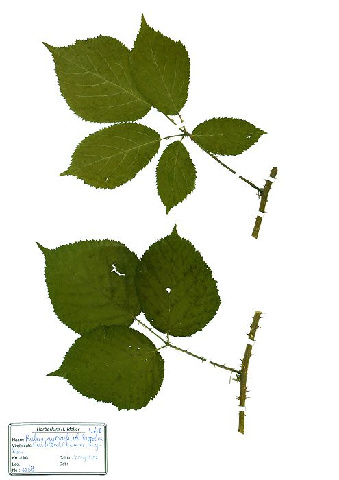 Bild1