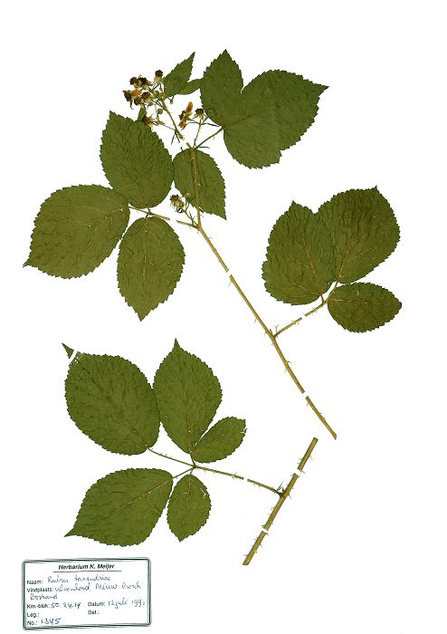 Bild3