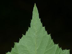 Bild6