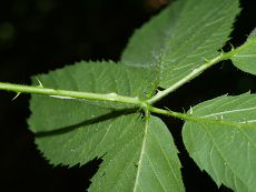 Bild5
