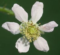 Bild24