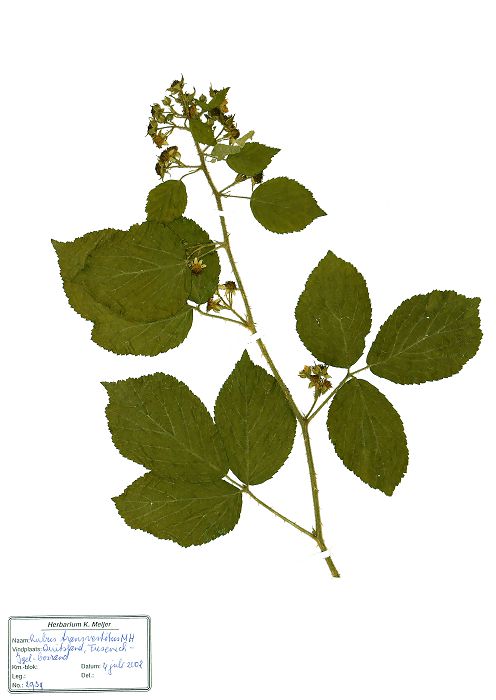 Bild3