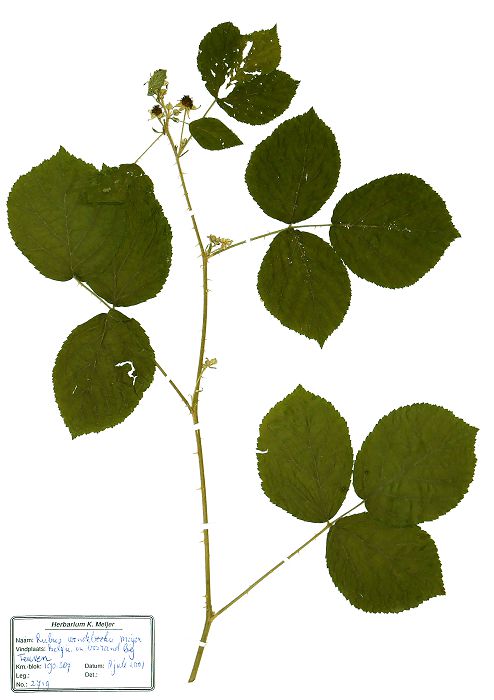 Bild3