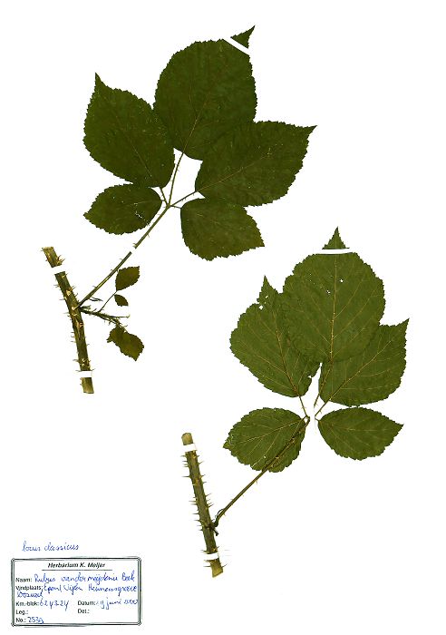 Bild1